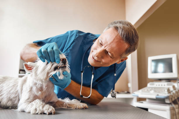 Best Emergency Dentist for Special Needs Patients in Lenoir City, TN